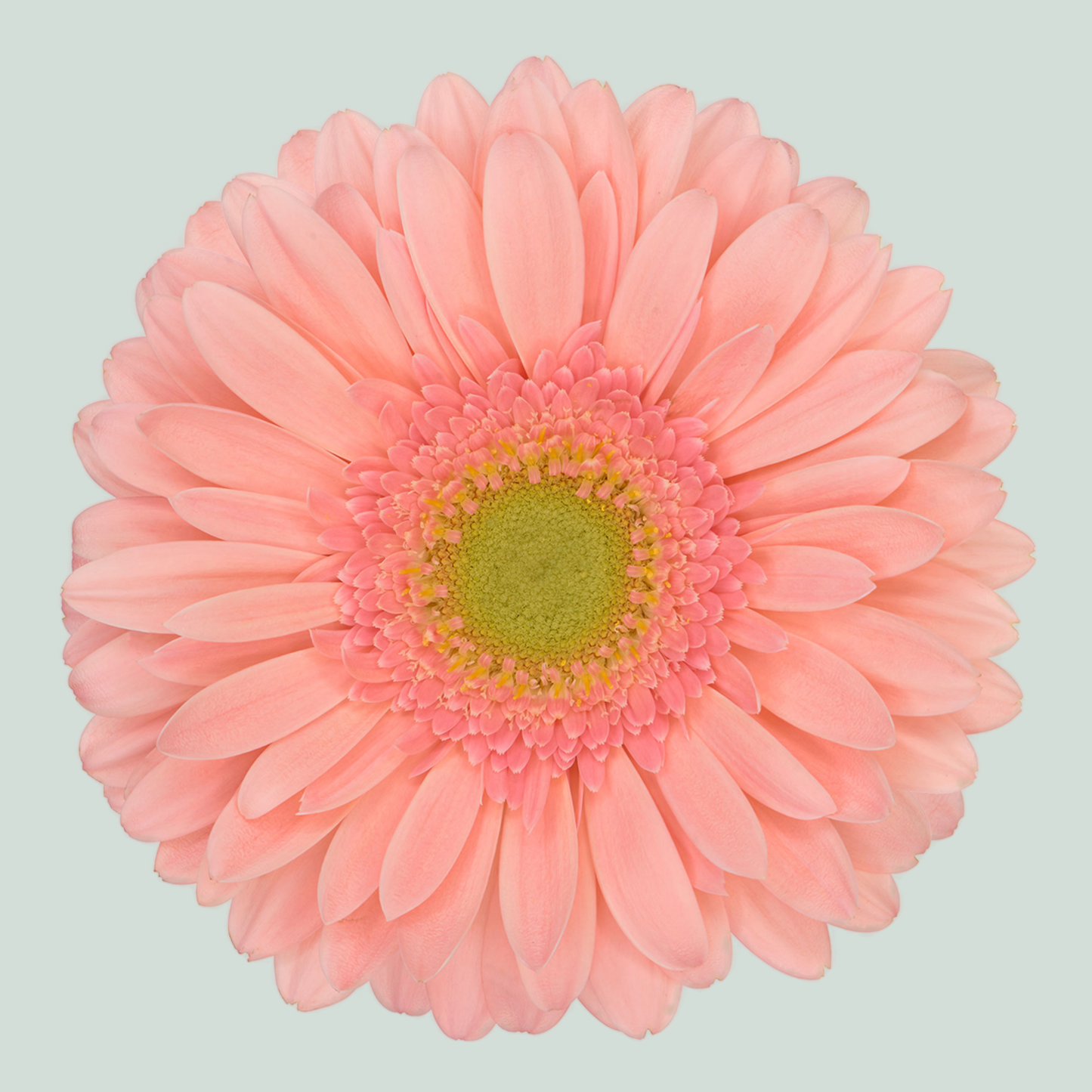 Gerbera Large Kiara (15 Stems)