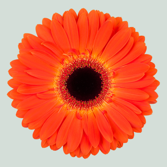 Gerbera Large Medina (15 Stems)