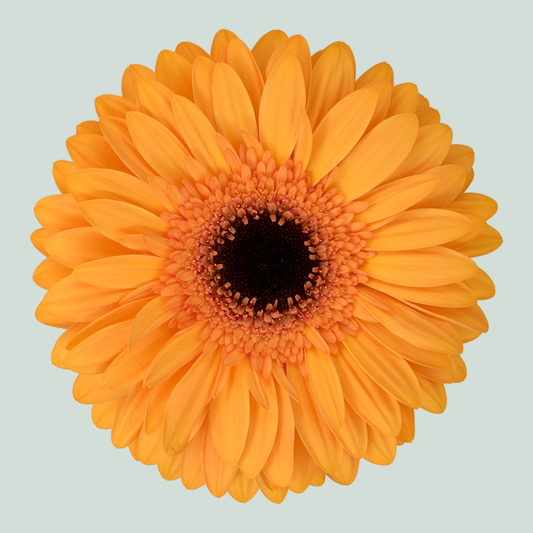 Gerbera Large Oro (15 Stems)