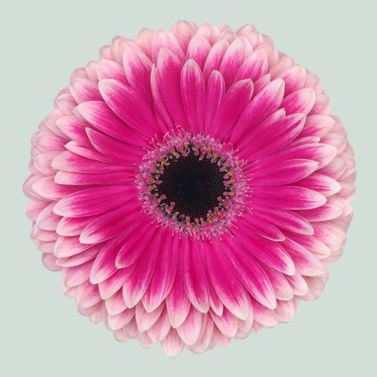 Gerbera Large Prelude (15 Stems)