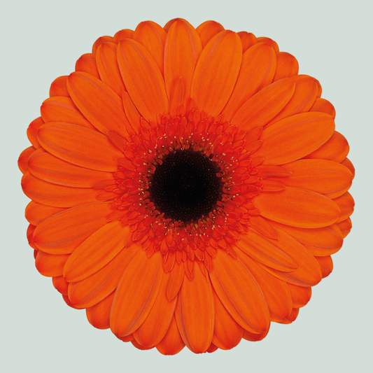 Gerbera Prestige (15 Stems)