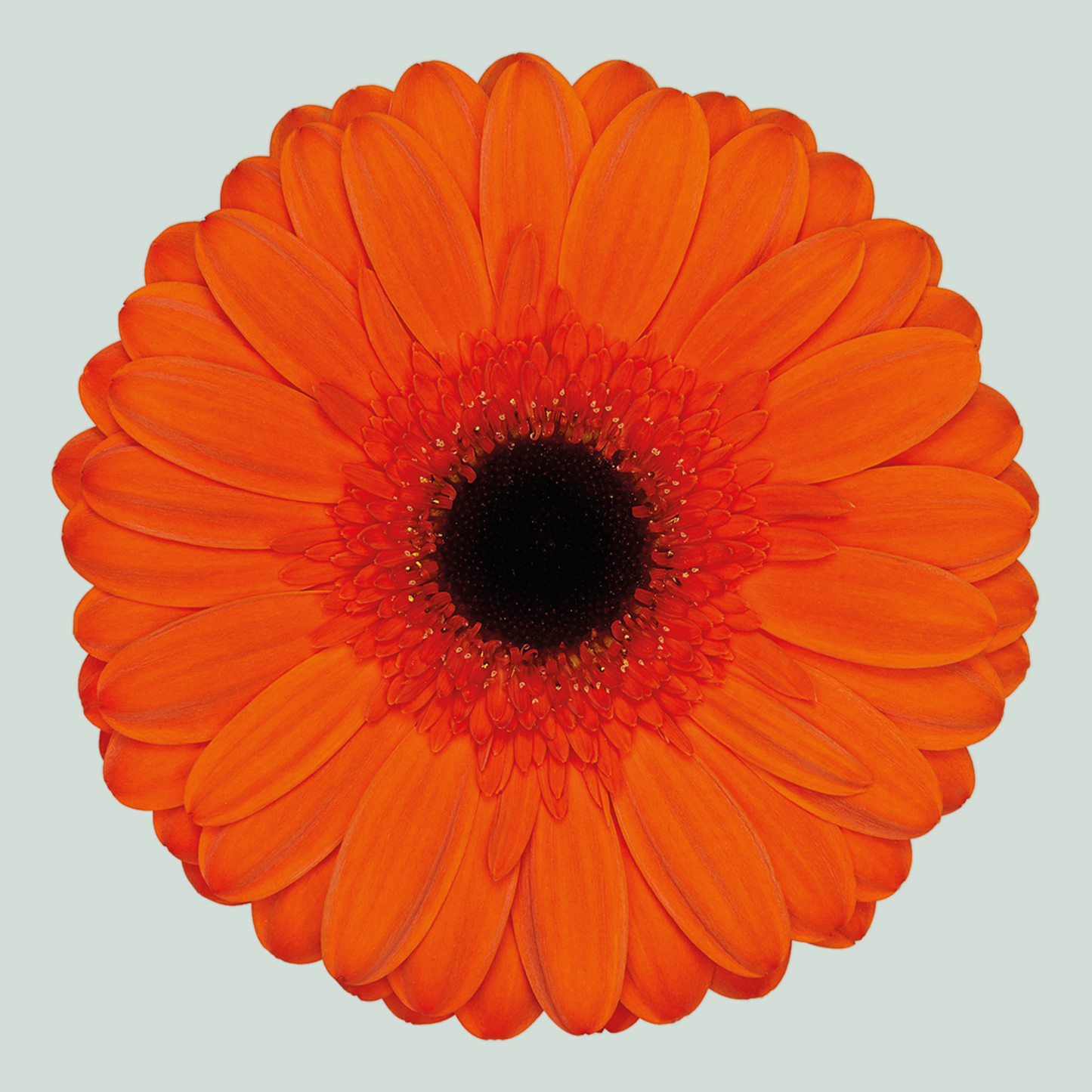 Gerbera Large Prestige (15 Stems)