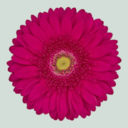 Gerbera Riley (15 Stems)