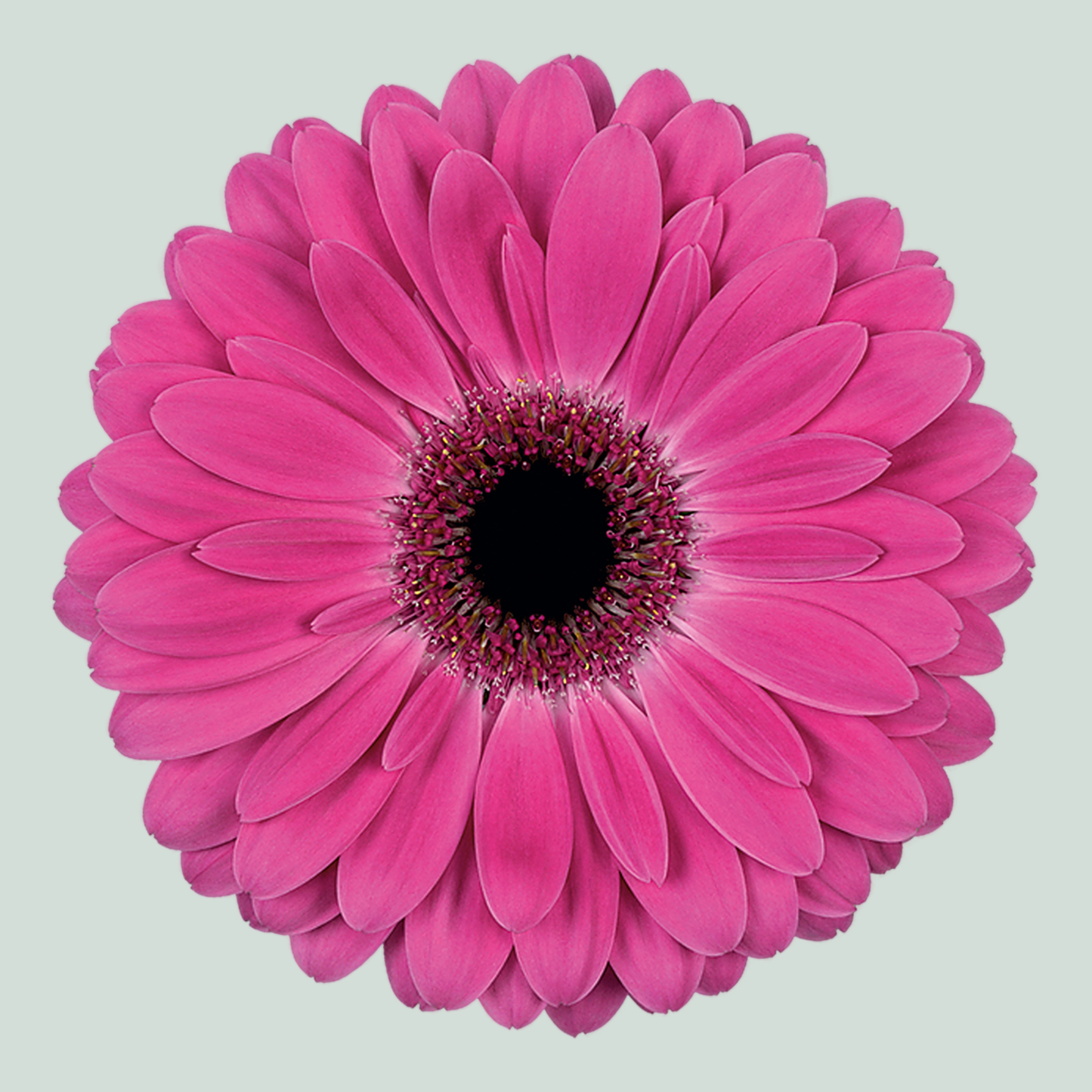 Gerbera Large Rich (15 Stems)