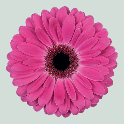Gerbera Rich (15 Stems)