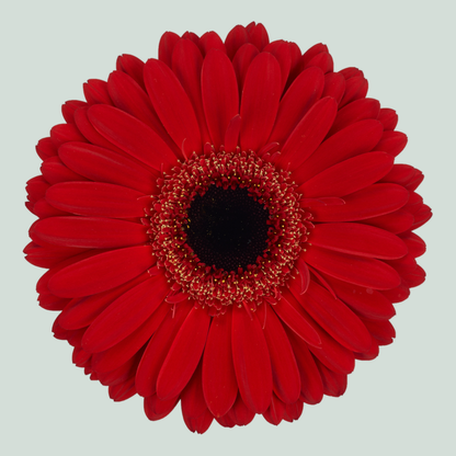 Gerbera Rodeo (15 Stems)