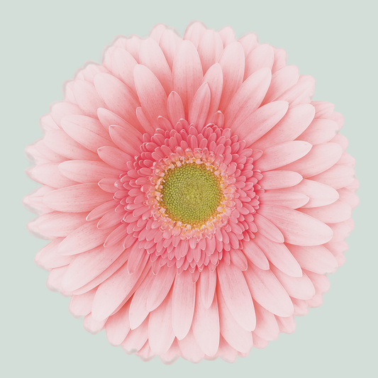 Gerbera Large Romella (15 Stems)