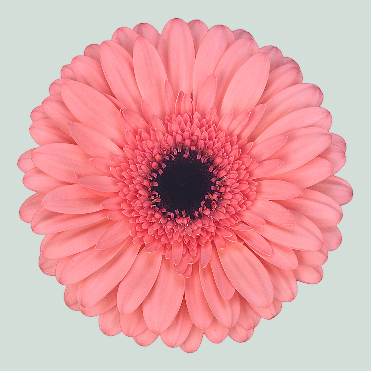 Gerbera Large Scala (15 Stems)