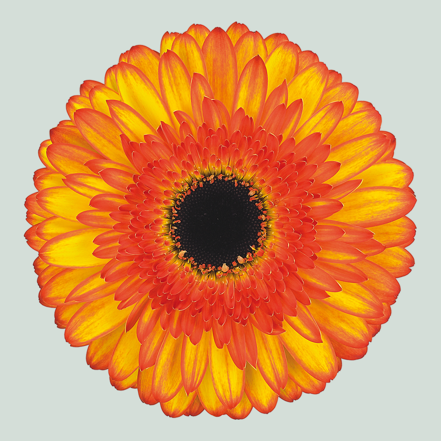 Gerbera Large Spotlight (15 Stems)