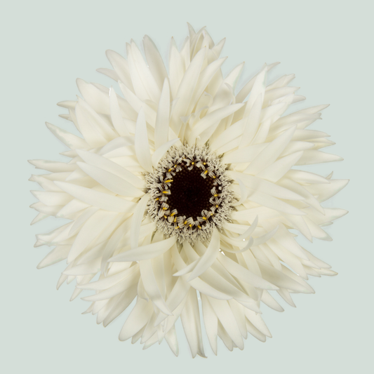 Gerbera Large Garden Ghost (15 Stems)