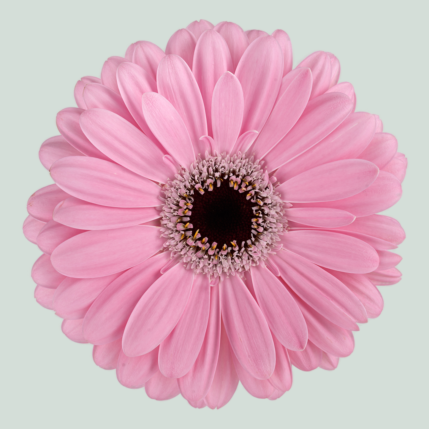 Gerbera Large Alison (15 Stems)