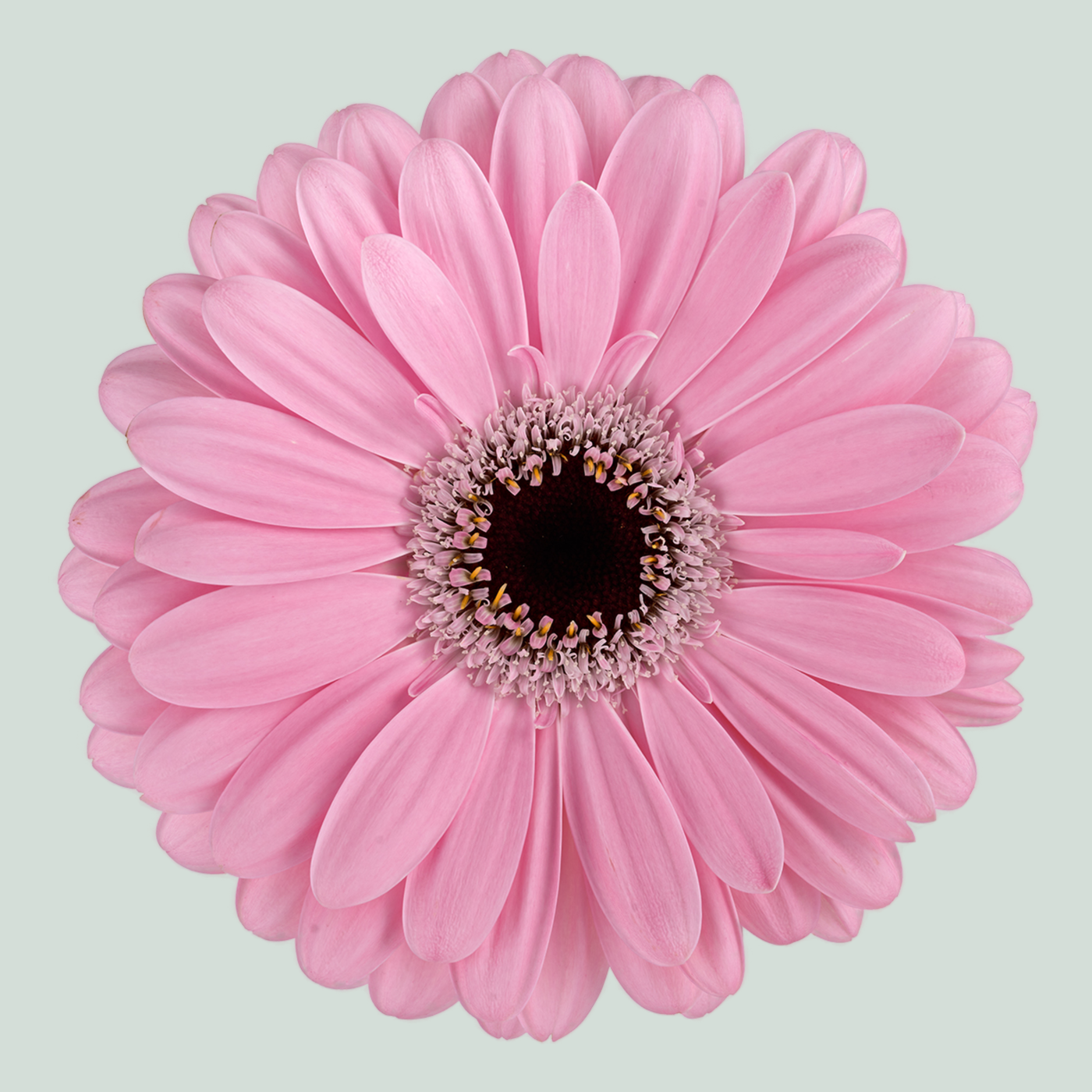 Gerbera Alison (15 Stems)