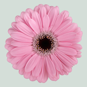 Gerbera Alison (15 Stems)