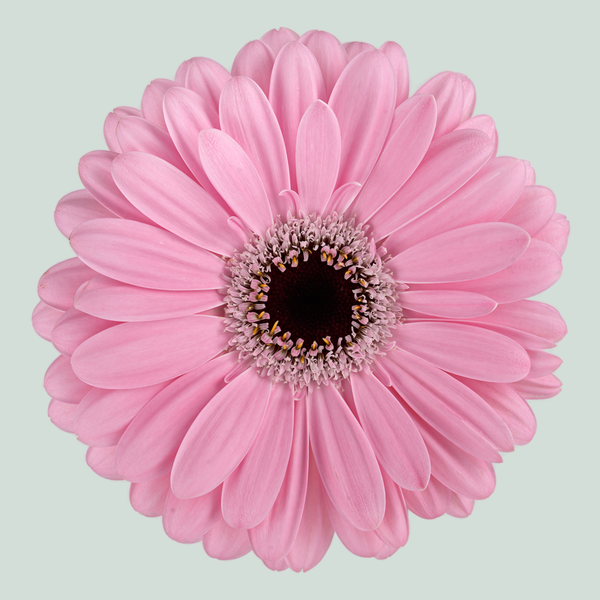 Gerbera Alison (15 Stems)