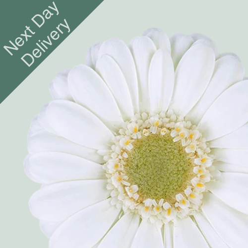 Germini Albino - 20 Stems (Next Day)