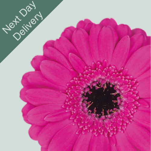 Germini Anna - 20 Stems (Next Day)