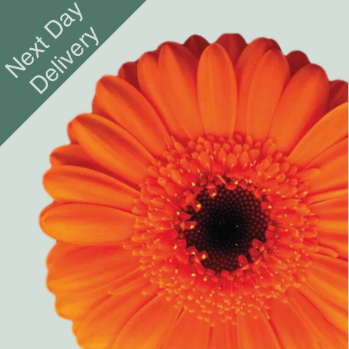 Germini Bison - 20 Stems (Next Day)