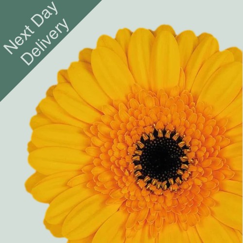 Germini Davidson - 20 Stems (Next Day)