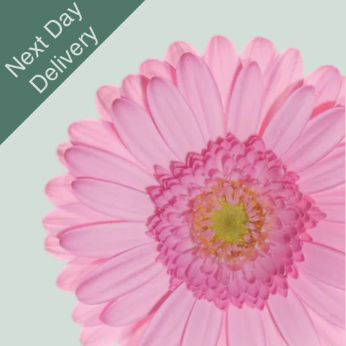 Germini Kimsey - 20 Stems (Next Day)
