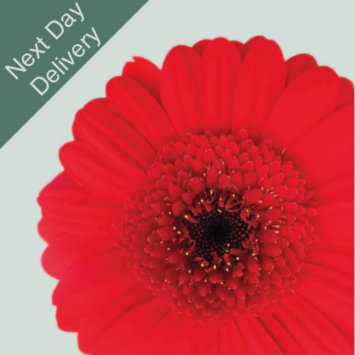 Germini Suri - 20 Stems (Next Day)