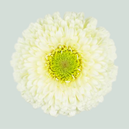 Germini Gerponi Blanco