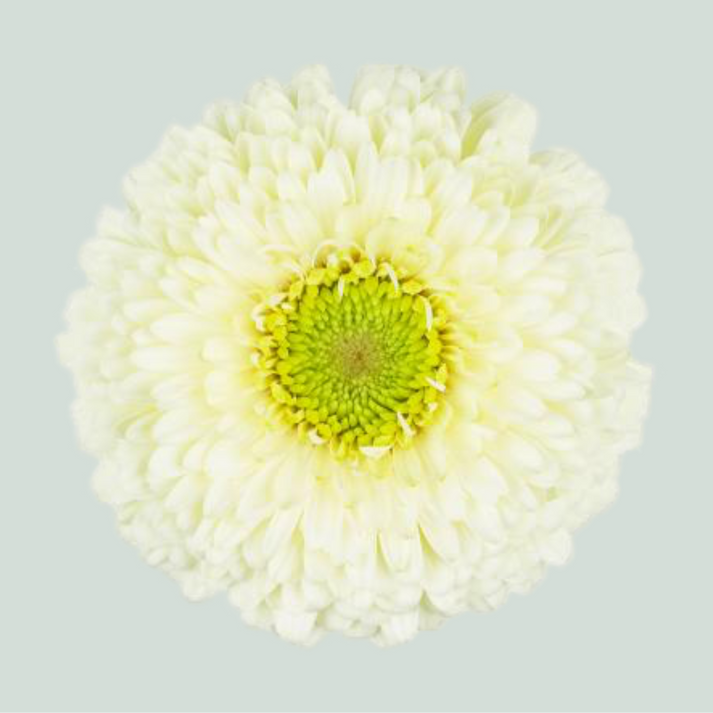 Germini Gerponi Blanco (20 Stems) – All Occasions Wholesale