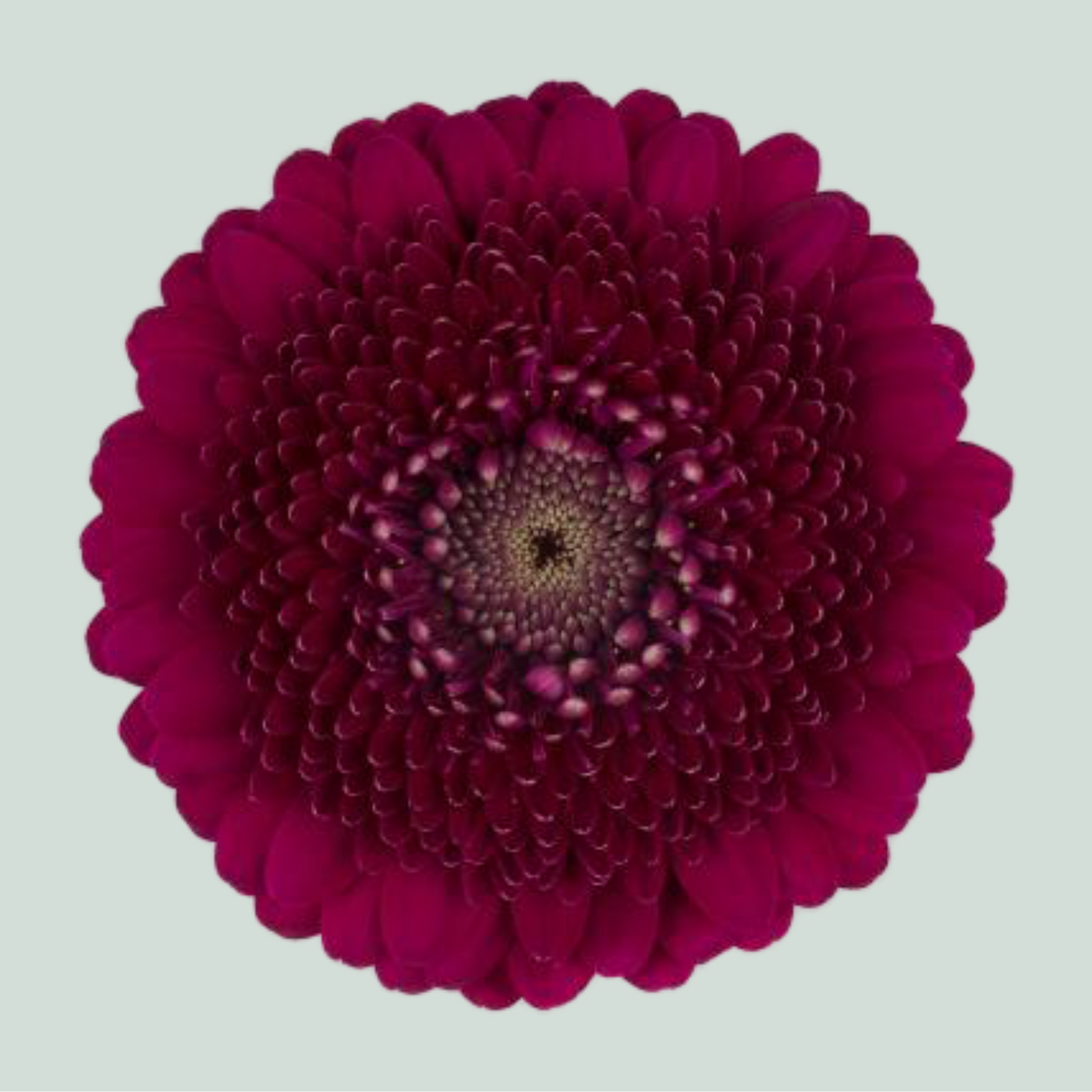 Germini Gerponi Danee (20 Stems)