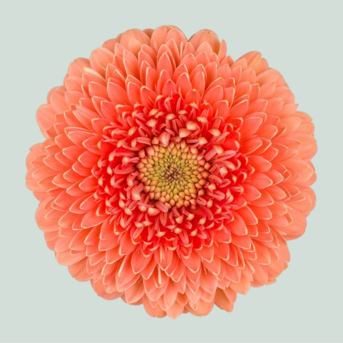 Germini Gerponi Jive (20 Stems)