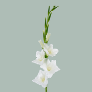 Gladioli White Wholesalers Choice
