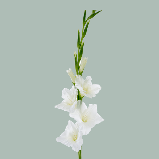 Gladioli White Wholesalers Choice