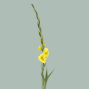 Gladioli Yellow Wholesalers Choice