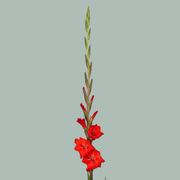 Gladioli Red Wholesalers Choice