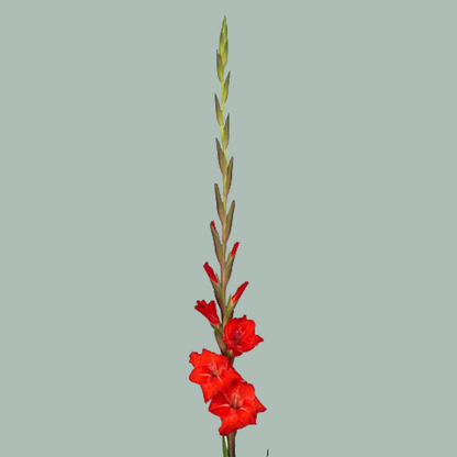 Gladioli Red Wholesalers Choice