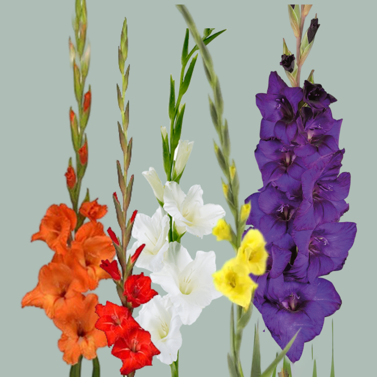 Gladioli Mix Variable (100 Stems) – All Occasions Wholesale
