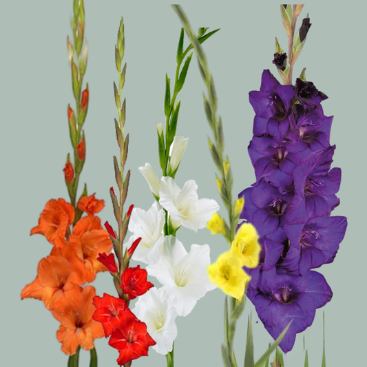 Gladioli Mix Variable (100 Stems)