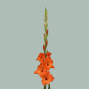Gladioli Orange Wholesalers Choice
