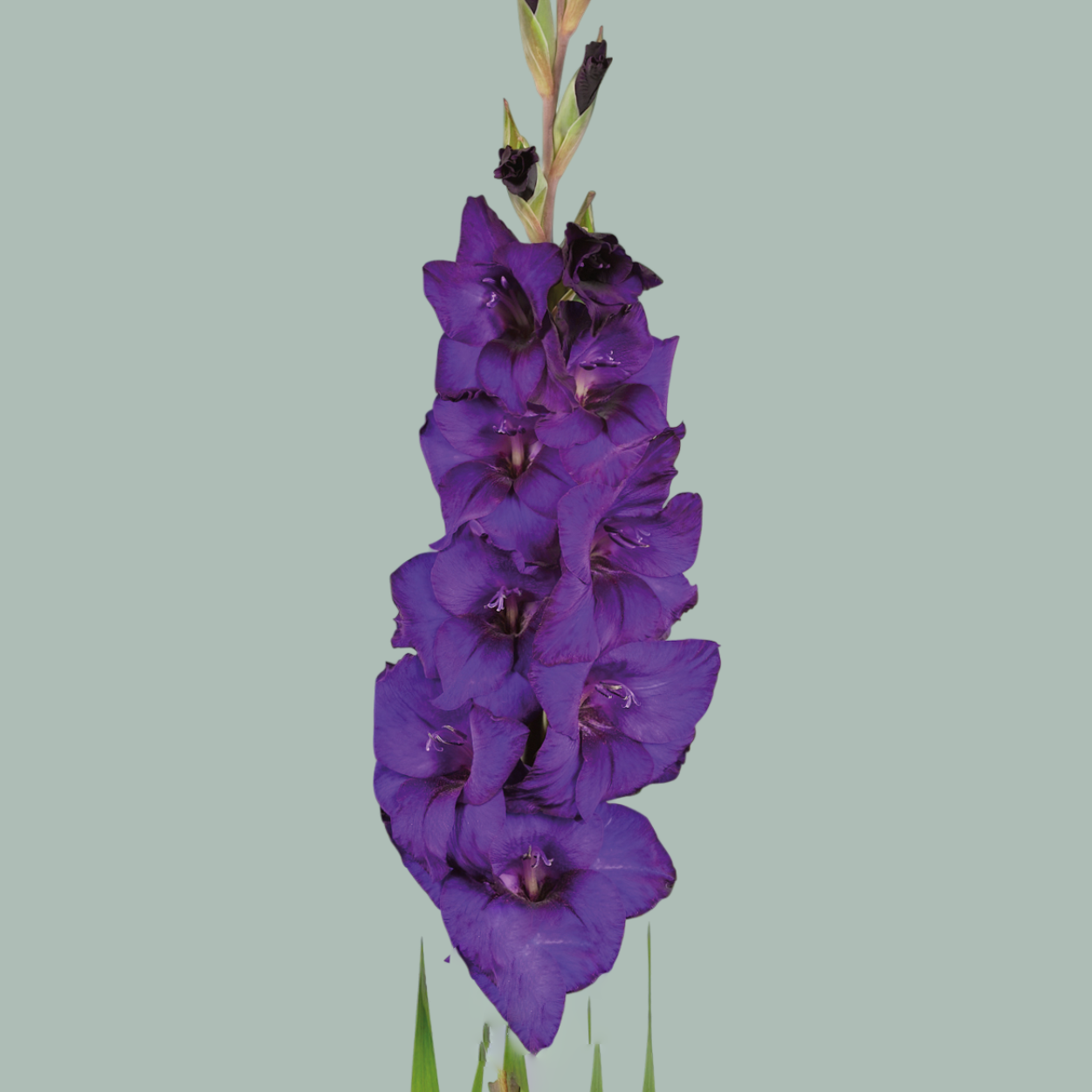 Gladioli Purple Flora (20 Stems)