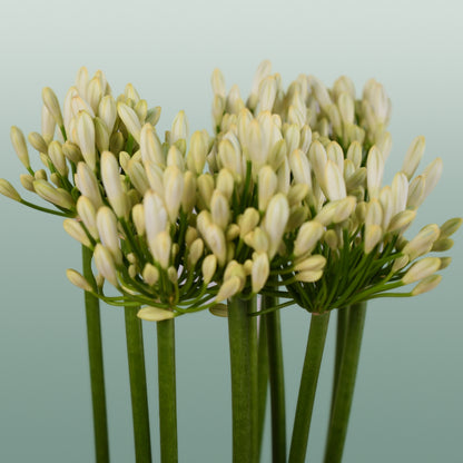 Agapanthus Gletsjer (10 Stems)