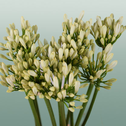 Agapanthus Gletsjer (10 Stems)