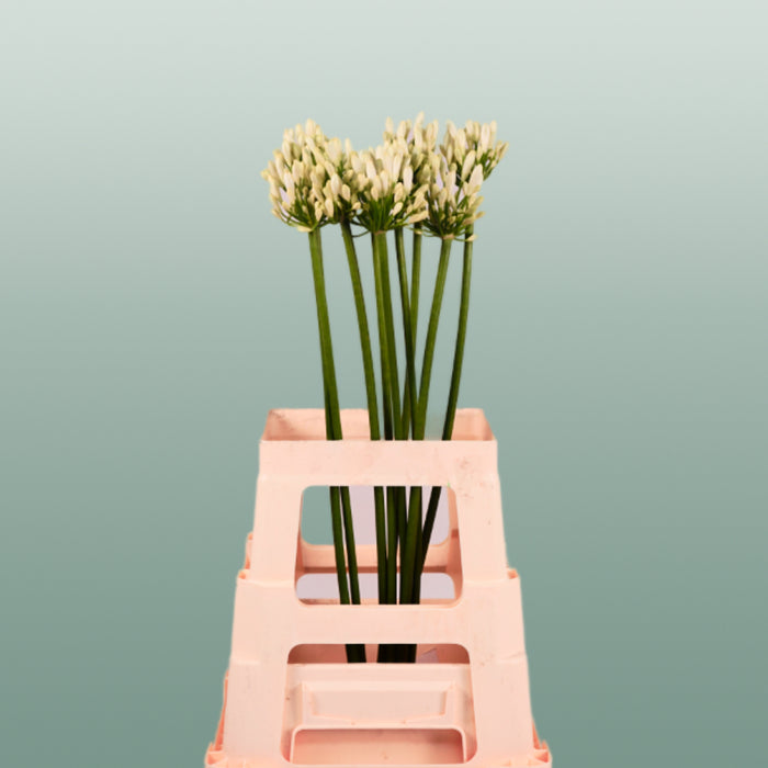White Agapanthus ‘Gletsjer’ – 70cm Stems