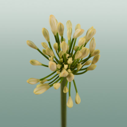 Agapanthus Gletsjer (10 Stems)