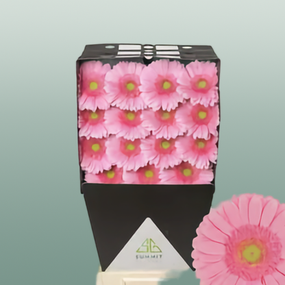 Gerbera Glossy (15 Stems)
