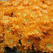 Chrysanthemum Spray Euro Dyed Orange