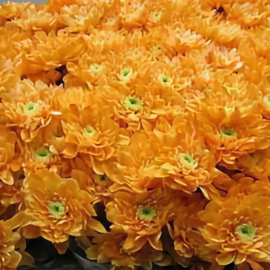 Chrysanthemum Euro Dyed Light Orange