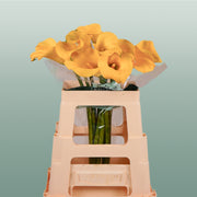 Calla Lily Goldcup
