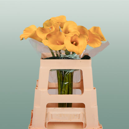 Calla GoldCup (10 Stems)