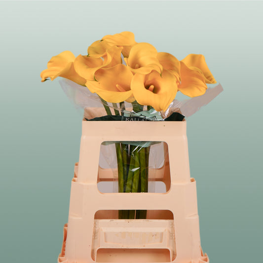 Calla Gold Cup (10 Stems)