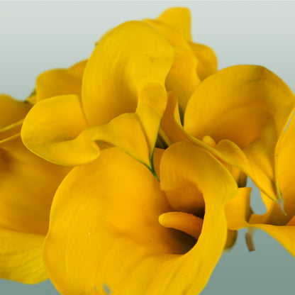 Calla GoldCup (10 Stems)