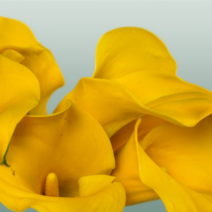Calla GoldCup (10 Stems)