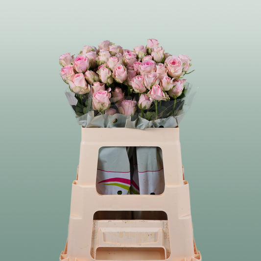 Spray Rose Good Mood (10 Stems)